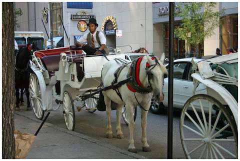 Chicago Horse & Carriage